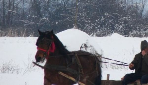 Căruţaş luat la bătaie de doi indivizi