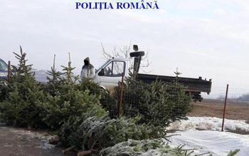 Brazi confiscați după mai multe …