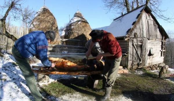 Ignatul, 20 decembrie 2018. Tradiții de tăierea porcului