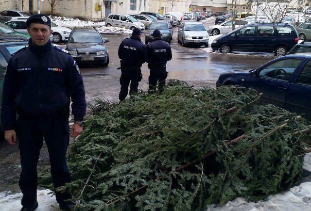 Petarde, pocnitori, țigări și brazi confiscați de jandarmi înainte de Crăciun - FOTO