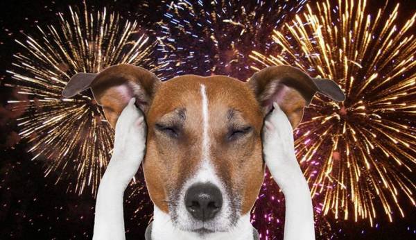 Petardele şi focurile de artificii, coşmarul animalelor. Cum putem ajuta câinii să se calmeze în noaptea de Revelion