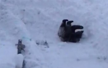 Urs, filmat în timp ce …