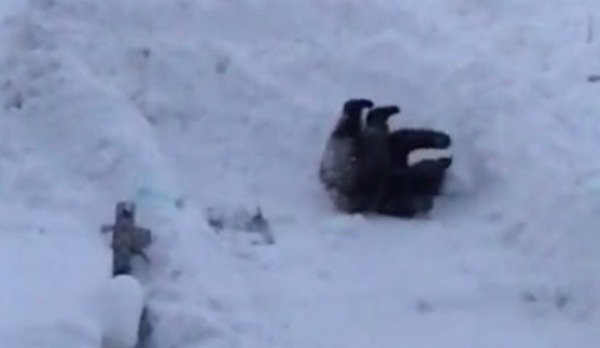 Urs, filmat în timp ce se juca şi făcea tumbe în zăpadă lângă o pensiune - VIDEO