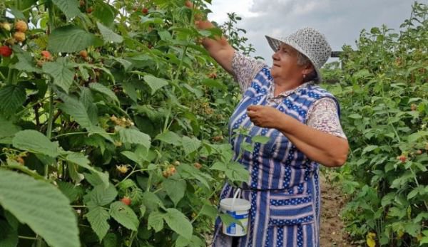 50 locuri de muncă în domeniul agricol (recoltare fructe) în Spania prin intermediul Reţelei EURES