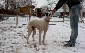 Tupeu de hoț. Botoșănean prins …