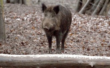 Alerta de pestă porcină africană …