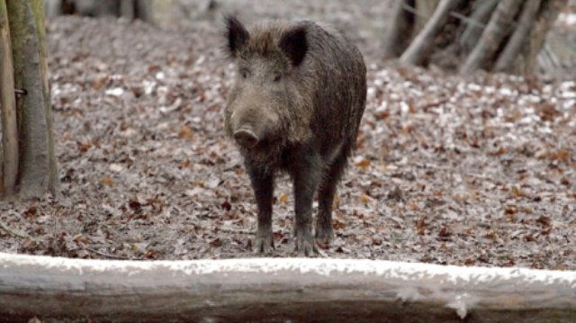 Alerta de pestă porcină africană pune pe jar autoritățile din județul Botoșani