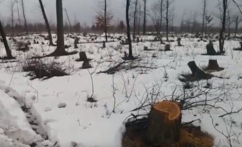 Imagini halucinante în Iași! O pădure a fost rasă de pe faţa pământului, sub ochii polițiștilor