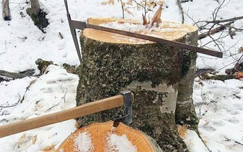 Patru indivizi amendați după ce …