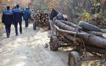 Material lemnos fără acte de …