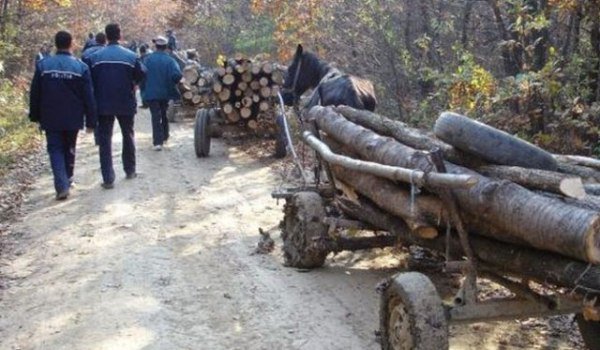Material lemnos fără acte de provieniență confiscat de polițiștii din Vlăsineşti