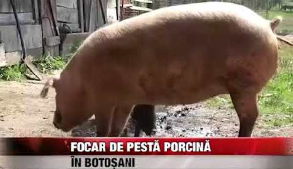 Autoritățile județene fac un nou apel către botoşăneni privind Pesta Porcină Africană