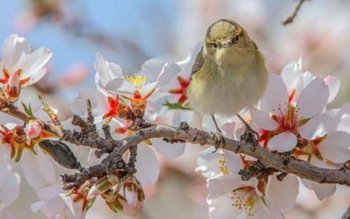 Echinocțiul de primăvară 2019. Tradiții …
