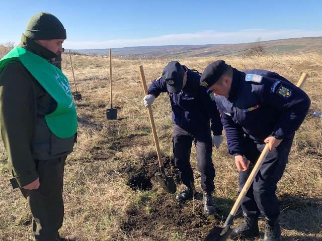 Jandarmii botoșăneni au participat la o acțiune de împădurire - FOTO