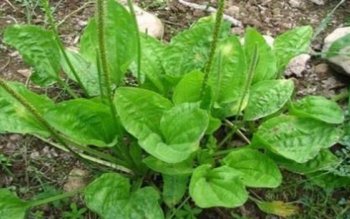 Pătlagina - antiinflamator, cicatrizant și …