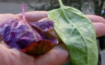 Planta de primăvară care detoxifică …