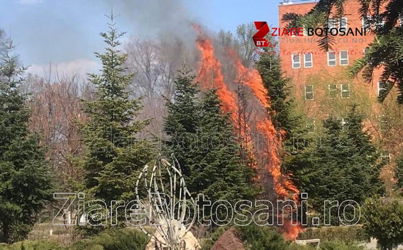 Mai mulți copaci din Parcul Cholet din Dorohoi au luat foc - FOTO
