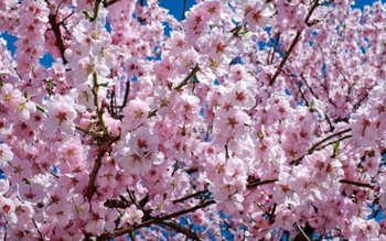 Pe cine trebuie să suni …