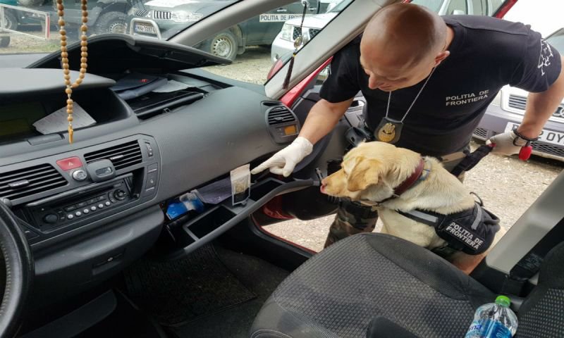 Canabis descoperit de câinele polițist Sheba la Punctul Vamal Rădăuţi Prut