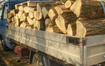 Amendă și material lemnos confiscat …