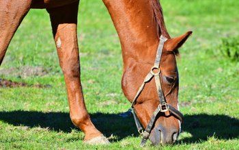 O botoșăneancă s-a stins din …