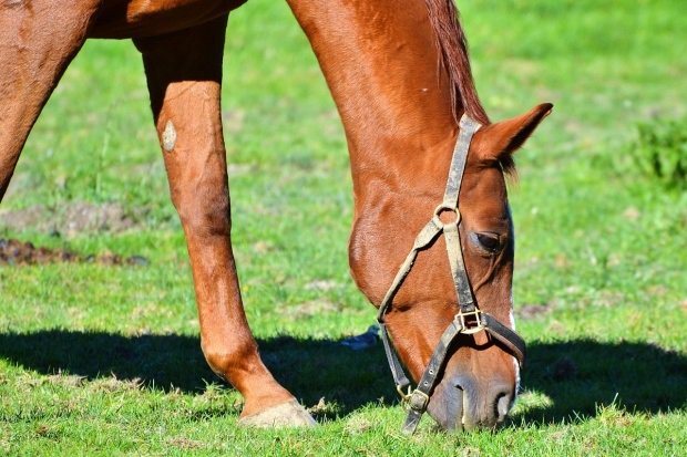 O botoșăneancă s-a stins din viață după ce a fost lovită de un cal