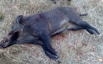 Șase cadavre de porci mistreți …