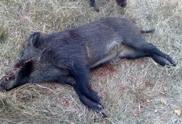 Șase cadavre de porci mistreți au fost identificate pe malul râului Prut
