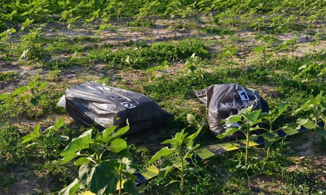 Ţigări de contrabandă transportate cu drona, abandonate în pădurea Racovăț - FOTO