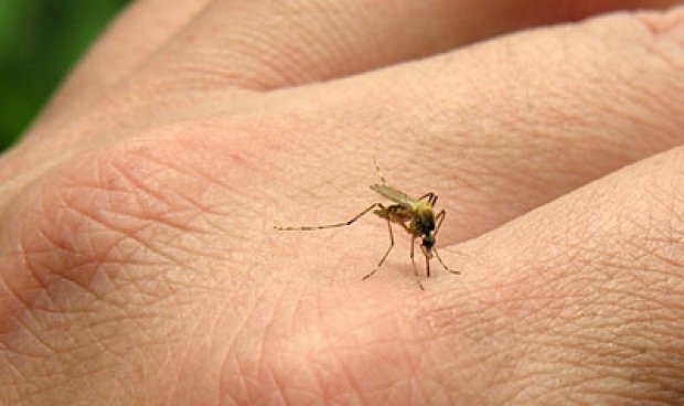 Pericolele înțepăturilor de țânțari. Boli pe care le pot transmite!