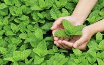 Menta e mai mult decât …