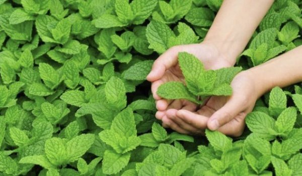 Menta e mai mult decât o plantă aromatică