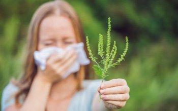 Alergia la Ambrozie, cea mai …