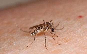 România, invadată de ŢÂNŢARI. Avertismentul …