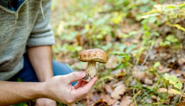 Cum recunoaștem și cum evităm intoxicațiile cu ciuperci