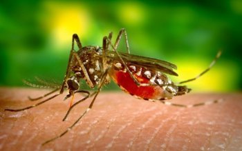 Virusul West Nile a ajuns …