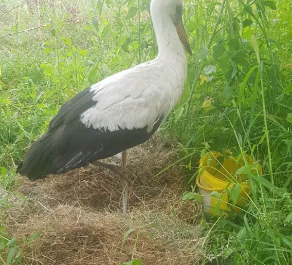 O barză cu piciorul rupt a fost salvată la clinica TRIO VET din Botoșani