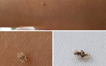 Mare ATENŢIE! Au apărut tigri …