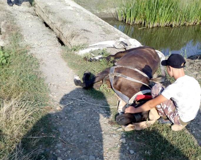 Final fericit al unei operaţiuni de salvare a pompierilor din Săveni - FOTO