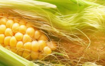 Mătasea de porumb luptă cu …
