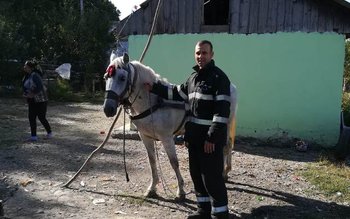 Cal salvat dintr-o groapă de …