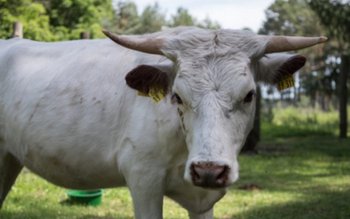 Bărbat din Cristinești ajuns în …