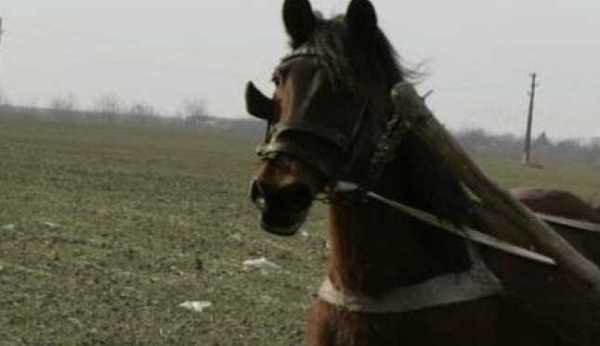 O femeie a sunat la 112, după ce i-a fost furat calul din gospodărie. SURPRIZĂ cine era hoțul