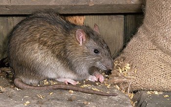 Botoșănean de 50 de ani …