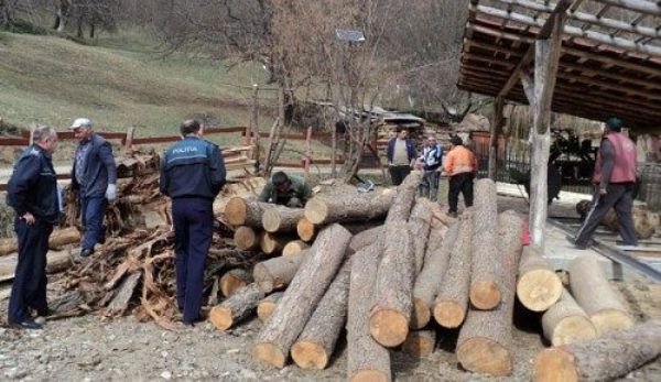 Două depozite de material lemnos verificate de inspectorii Gărzii Forestiere. Au crezut că scapă basma curată, dar...GHINION