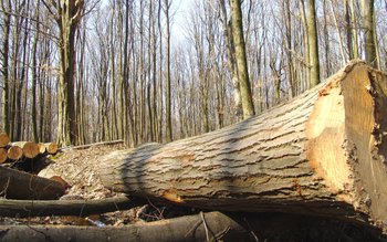 Amendă pentru un botoșănean prins …