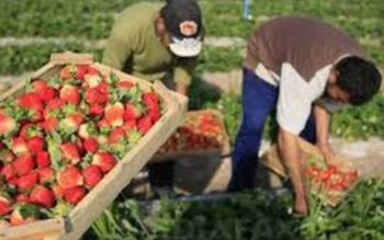 900 locuri de muncă în …