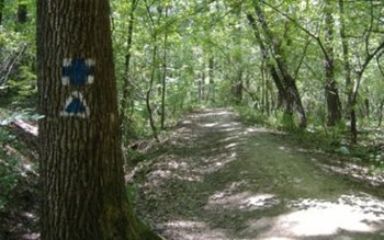 Vicepreședintele Dorin Birta propune alocarea …