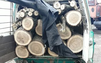 Amendă şi material lemnos confiscat …
