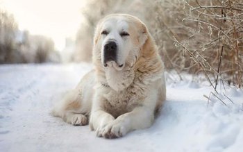 Trei tineri reţinuţi după ce …